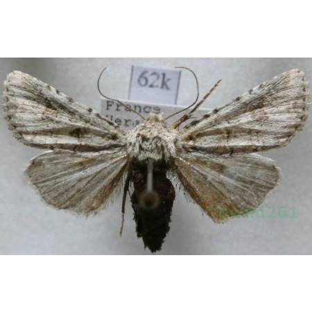 Anarta sodae (Rambur, 1829) France62k